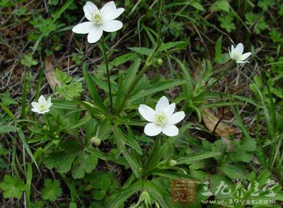 血沟丹 别名土黄芩,一麻消. 功效作用清热泻火;化瘀解毒.