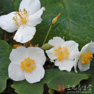 血水草根功效与作用-三九养生堂养生百科