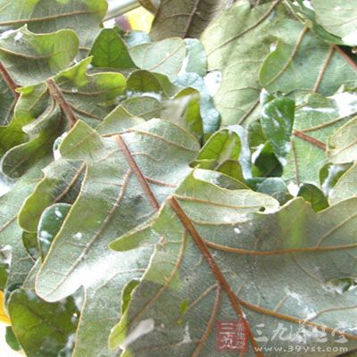 柞树叶的药用价值与应用