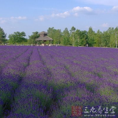 富良野，为人熟知的景色就是夏季的熏衣草