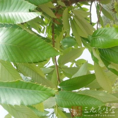 叶缘有锯齿,齿端具芒状尖头,上面深绿色,有光泽,羽状侧脉10-17对