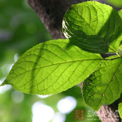 叶片椭圆形,卵形或长圆形,长6-15cm,宽3.5-6.5cm
