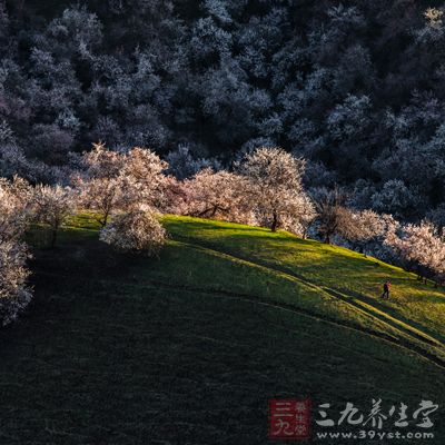 西藏林芝桃花沟