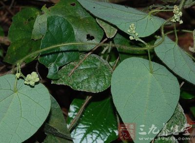 亚乎奴功效与作用-三九养生堂养生百科