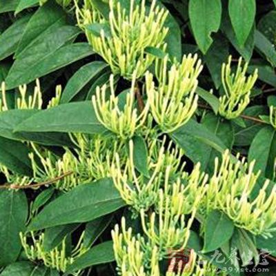 新药典颁布 金银花山银花继续分家