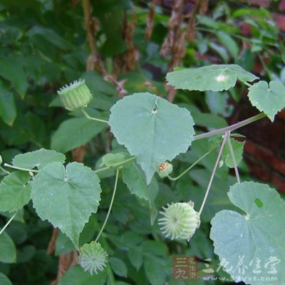 金花草、茶油各適量