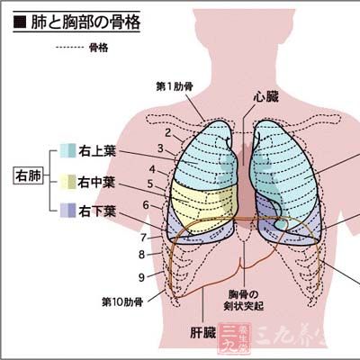 肺的主要功能是进行气体交换