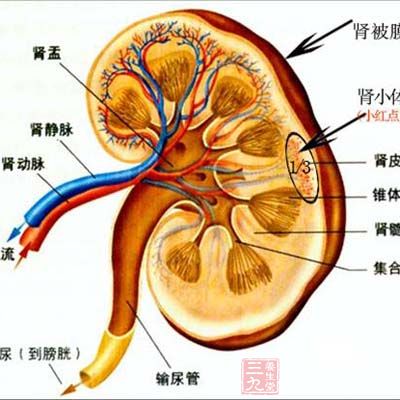 肾脏是人体的重要排泄器官