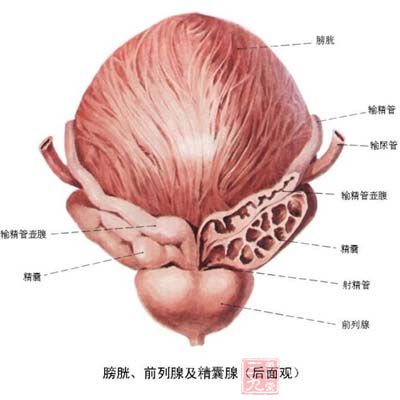 膀胱是一个储尿器官