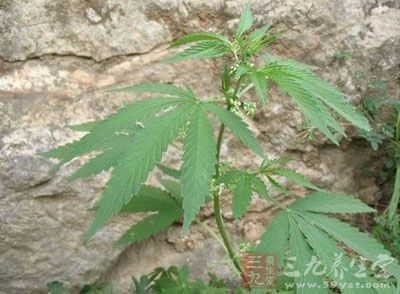 大麻叶佩兰的药用价值与应用-三九养生堂养生
