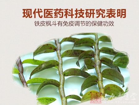 铁皮枫斗有免疫调节的保健功效 铁皮枫斗有免疫调节的保健功效