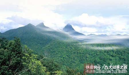 本品是以铁皮石斛为主要原料 本品是以铁皮石斛为主要原料