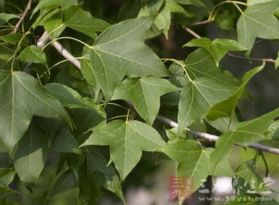 枫香树叶的药用价值与应用