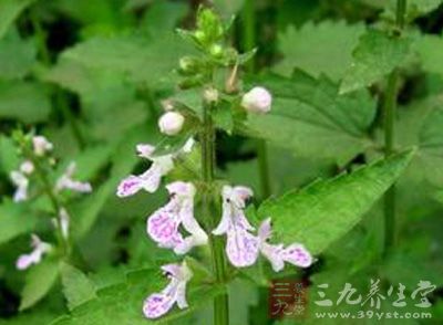 草石蚕的形态特征与医药价值-三九养生堂养生