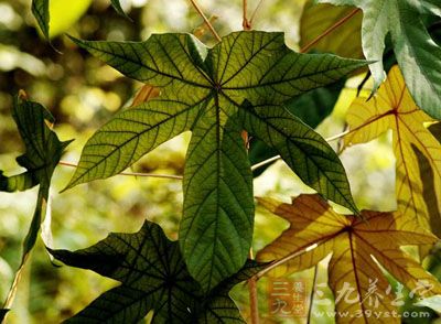 半枫荷叶的药用价值与应用