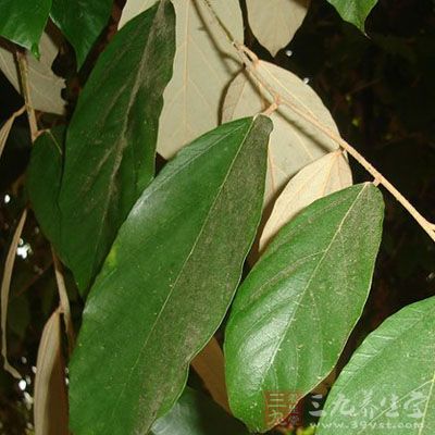 半枫荷叶的药用价值与应用