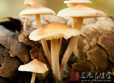 黑龙江省政府网发布提示 十余种毒蘑菇能要命
