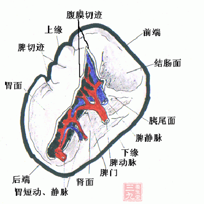 脾脏其实也是会患病的