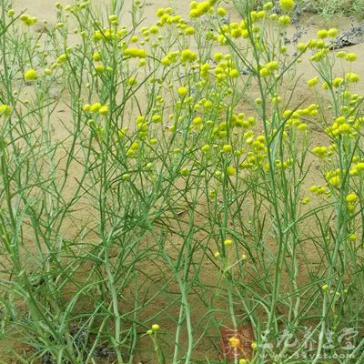 五花药浴治疗风湿病偏方-三九养生堂养生百科