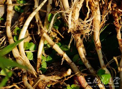 野菊花根枣木共煎汤洗患处