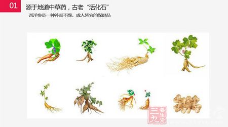 西洋参是一种补而不燥,成人皆宜的保健品 西洋参是一种补而不燥,成人皆宜的保健品