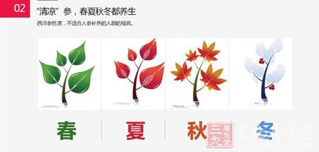 西洋参性凉,不适合人参补热的人群的福音 西洋参性凉,不适合人参补热的人群的福音