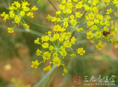 茴香菜又原名小怀香，又称香丝菜