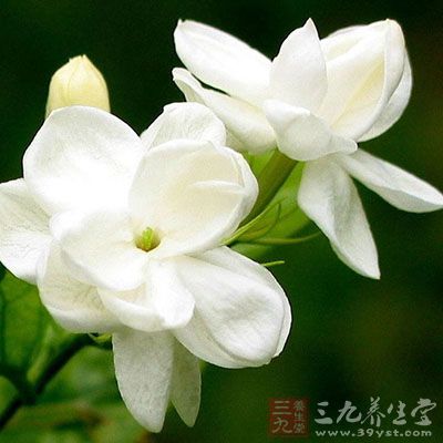 茉莉花1钱、番泻叶1钱等