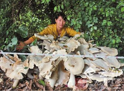 云南普洱发现重300斤菌子 专家称"巨大口蘑"