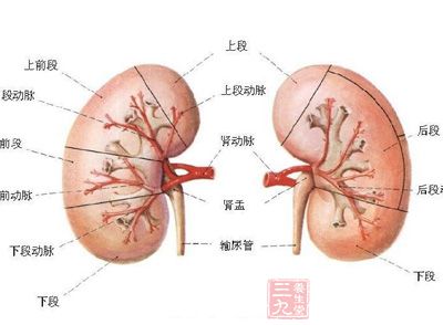 一般人们提到补肾就想到男性朋友，其实不然，女性朋友也需要补肾