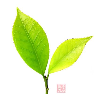绿茶有着帮助美眉们对抗辐射、清理肌肤毒素
