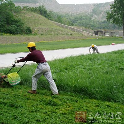 修剪草坪可以燃烧大量的卡路里