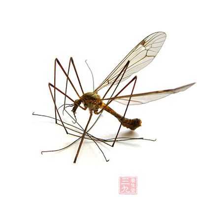 一滴麻油竟让蚊子死光光