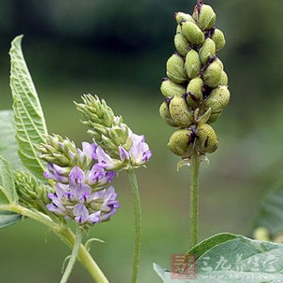 果皮波狀起伏