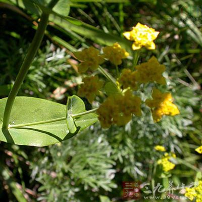 花期7-9月，果期9-11月