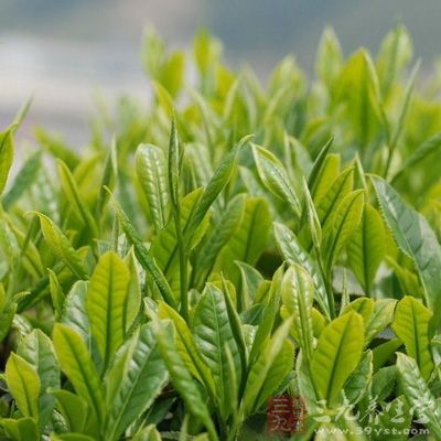 陽(yáng)光會(huì)促進(jìn)綠茶茶葉色素及酯類(lèi)物質(zhì)的氧化