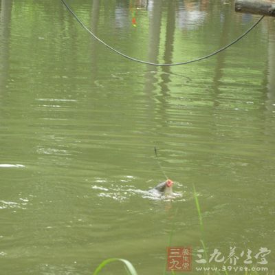 氯化銨，是一種化肥，主要是消毒劑，通常水太肥老板要給魚消毒