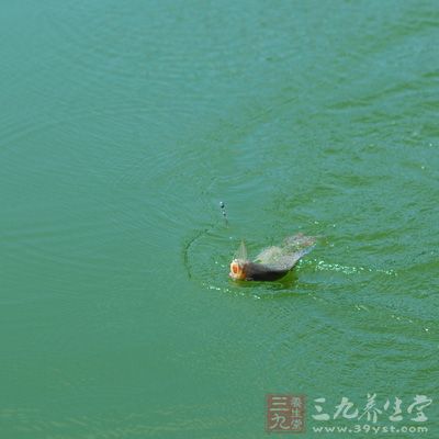 黑坑里的魚魚情是需要進(jìn)行綜合分析的