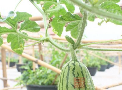 瓜蒂散方剂功效-三九养生堂养生百科