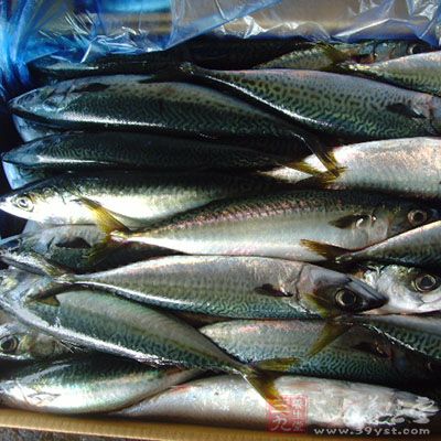 鮐魚(yú)是一種高蛋白、低脂肪、易被人體吸收的食物