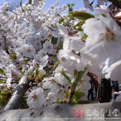 青岛樱花会