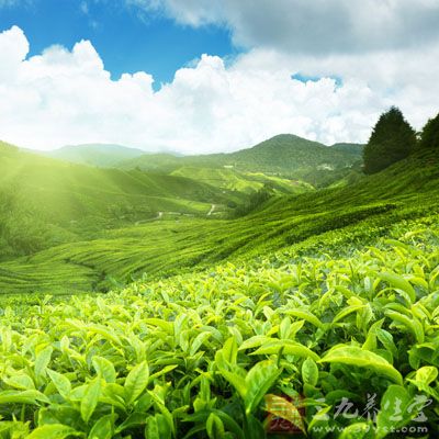 青岛崂山茶文化节