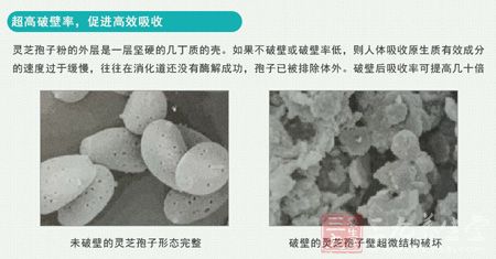 超高破壁率,促进高效吸收 超高破壁率,促进高效吸收