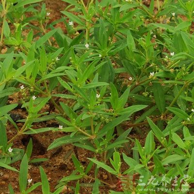 白花蛇舌草20克 白花蛇舌草20克