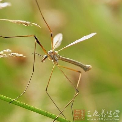 疟疾的主要传播途径就是蚊虫叮咬，蚊虫将疟疾患者的血液输入到健康人的血液里