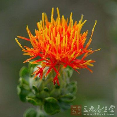 藏红花泡脚 藏红花有什么神奇的功效