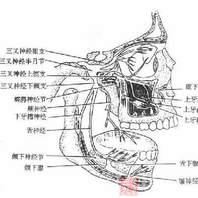 三叉神经痛偏方 让你一天精神抖擞(6)