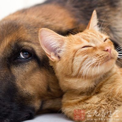 夏天宠物易烦躁 注意预防狂犬病