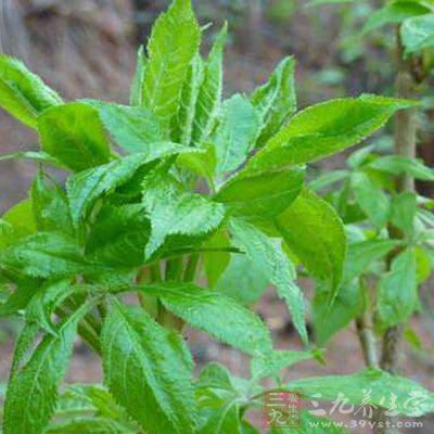 花期8-9月，果期9-10月