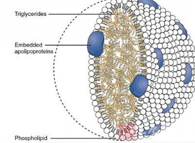 专家解释大多数人都误解了胆固醇(2)